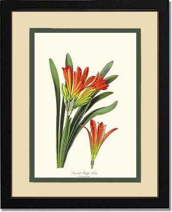 Clivia miniata | Flower/Floral Art Print