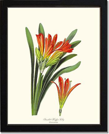 Clivia miniata | Flower/Floral Art Print