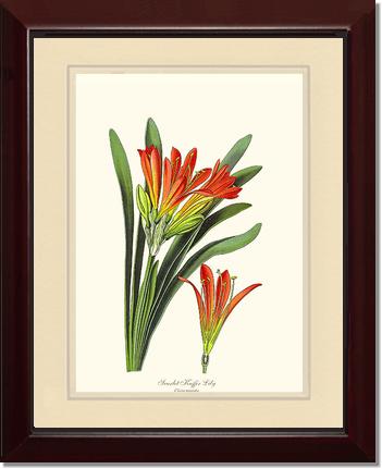 Clivia miniata | Flower/Floral Art Print