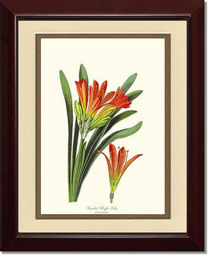 Clivia miniata