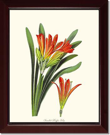 Clivia miniata | Flower/Floral Art Print