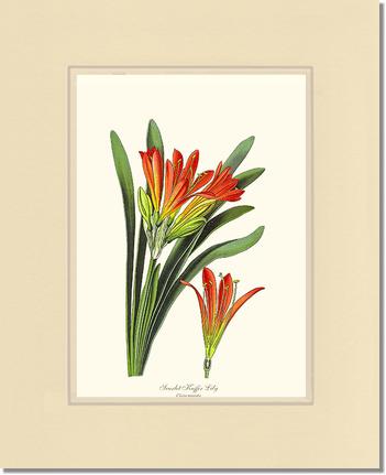Clivia miniata | Flower/Floral Art Print