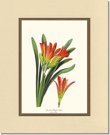 Clivia miniata | Flower/Floral Art Print