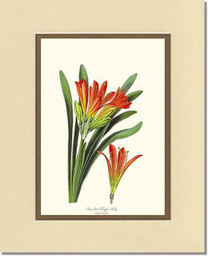 Clivia miniata