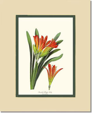 Clivia miniata