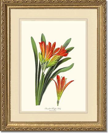 Clivia miniata | Flower/Floral Art Print