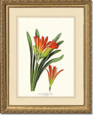 Clivia miniata