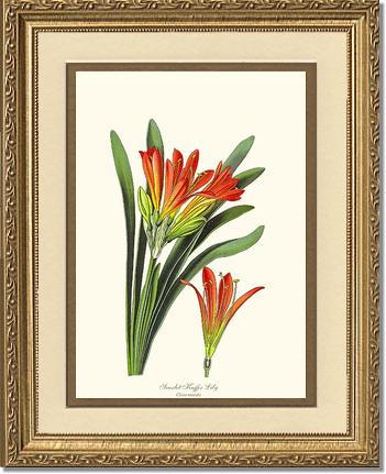Clivia miniata | Flower/Floral Art Print