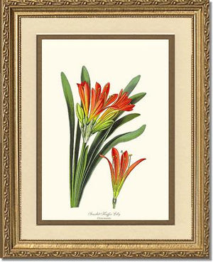 Clivia miniata