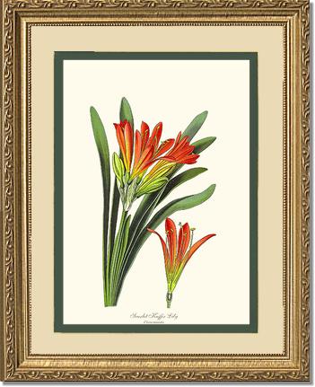 Clivia miniata | Flower/Floral Art Print