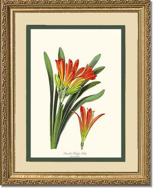 Clivia miniata