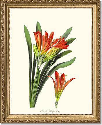 Clivia miniata | Flower/Floral Art Print