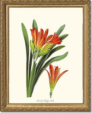 Clivia miniata
