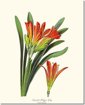 Clivia miniata