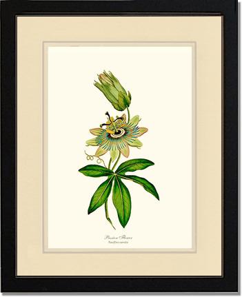 Passion Flower | Flower/Floral Art Print
