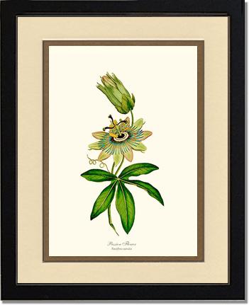 Passion Flower | Flower/Floral Art Print