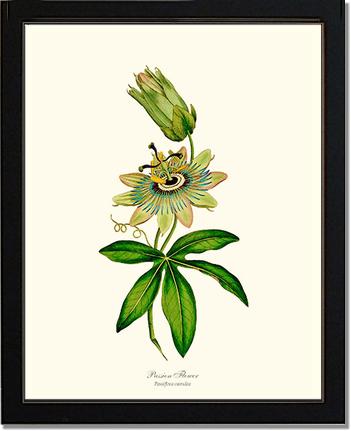 Passion Flower | Flower/Floral Art Print