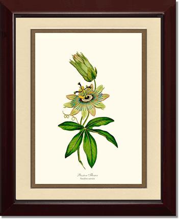 Passion Flower | Flower/Floral Art Print