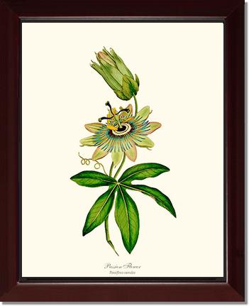 Passion Flower | Flower/Floral Art Print