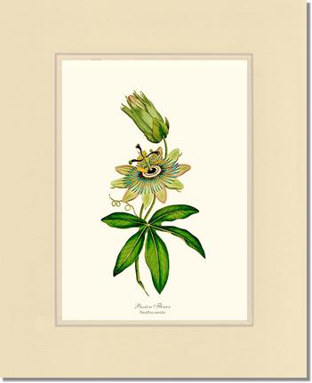Passion Flower | Flower/Floral Art Print