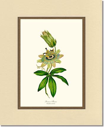 Passion Flower | Flower/Floral Art Print