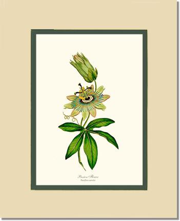 Passion Flower | Flower/Floral Art Print
