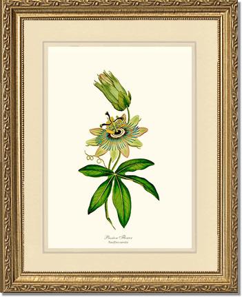 Passion Flower | Flower/Floral Art Print