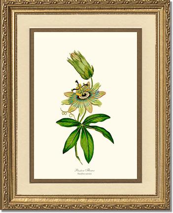 Passion Flower | Flower/Floral Art Print