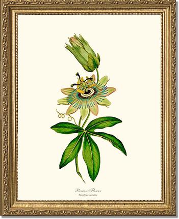 Passion Flower | Flower/Floral Art Print
