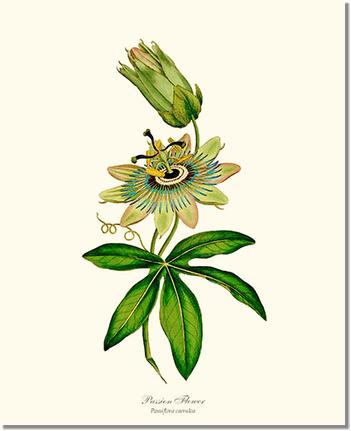 Flower Floral Print: Passion Flower