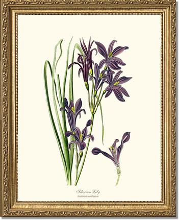 siberian lily flower Lily, Siberian: Vintage Botanical Flower/Floral Wall Art Prints – Charting Nature