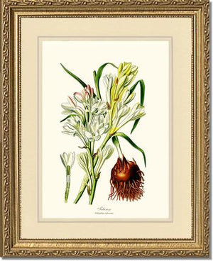 Tuberose