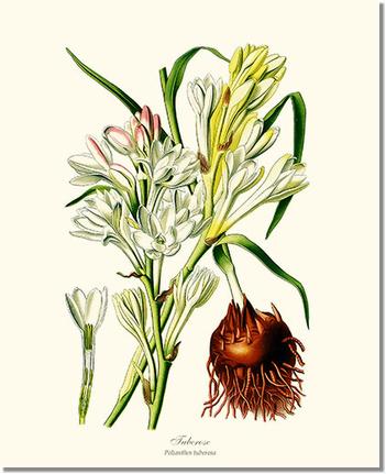 Flower Floral Print: Tuberose