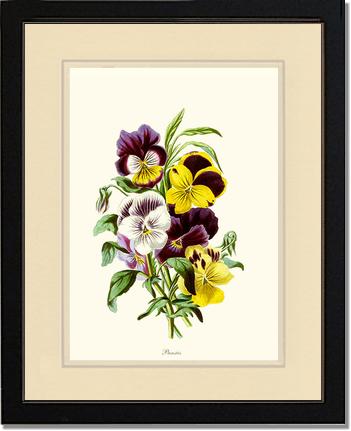Pansies | Flower/Floral Art Print