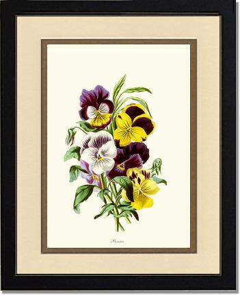 Pansies | Flower/Floral Art Print