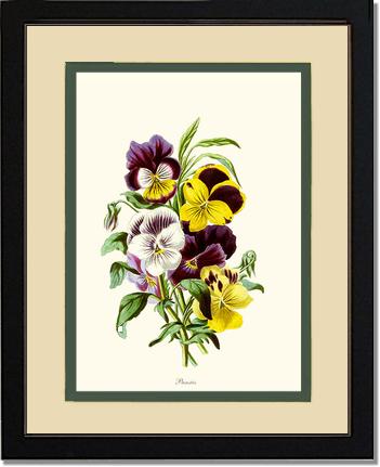 Pansies | Flower/Floral Art Print