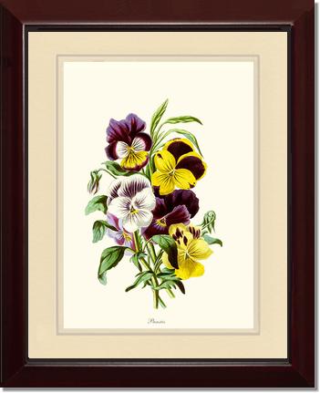 Pansies | Flower/Floral Art Print