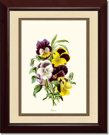 Pansies | Flower/Floral Art Print