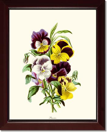 Pansies | Flower/Floral Art Print