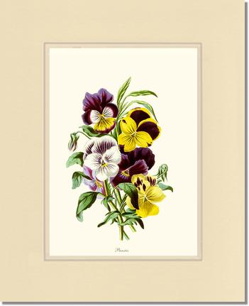 Pansies | Flower/Floral Art Print