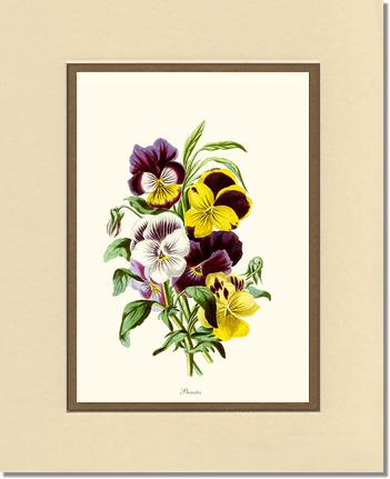 Pansies | Flower/Floral Art Print