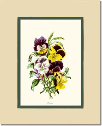 Pansies | Flower/Floral Art Print