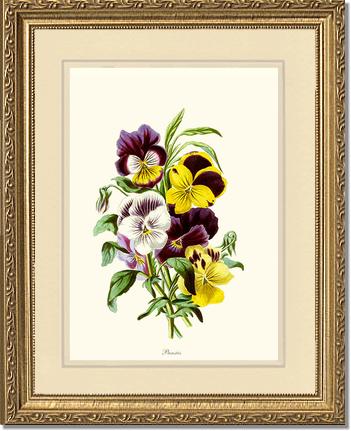 Pansies | Flower/Floral Art Print