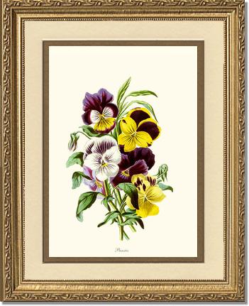 Pansies | Flower/Floral Art Print