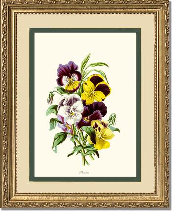 Pansies | Flower/Floral Art Print