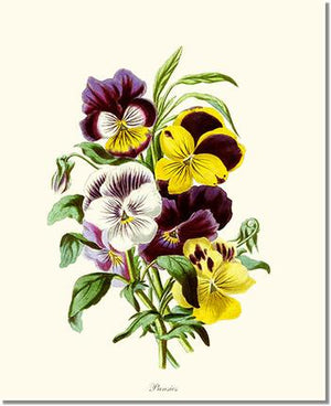 Flower Floral Print: Pansies