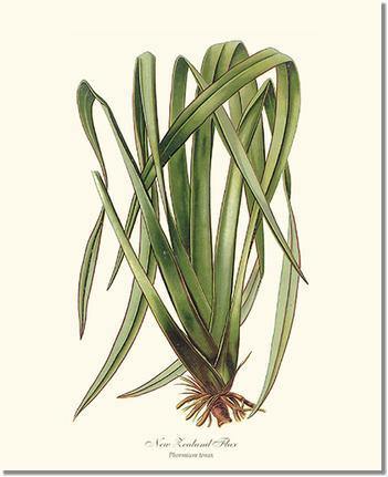 New Zealand Flax