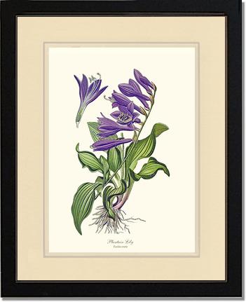 Lily, Plantain | Flower/Floral Art Print