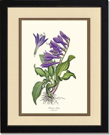 Lily, Plantain | Flower/Floral Art Print