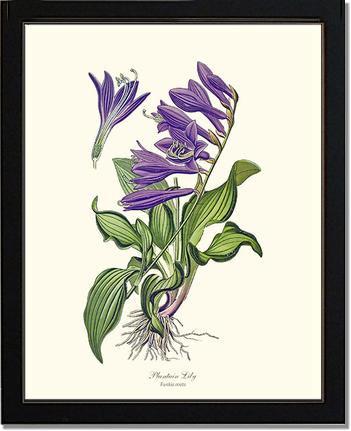 Lily, Plantain | Flower/Floral Art Print